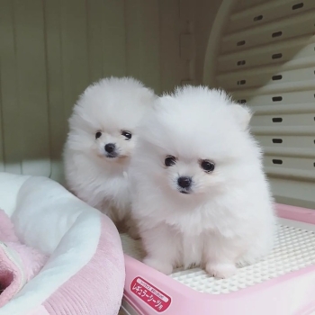 Ogłoszenie - Śliczne szczenięta rasy pomeranian szukają dobrego domu